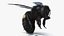 3D Carpenter Bee Insect Black Ready Pose Fur