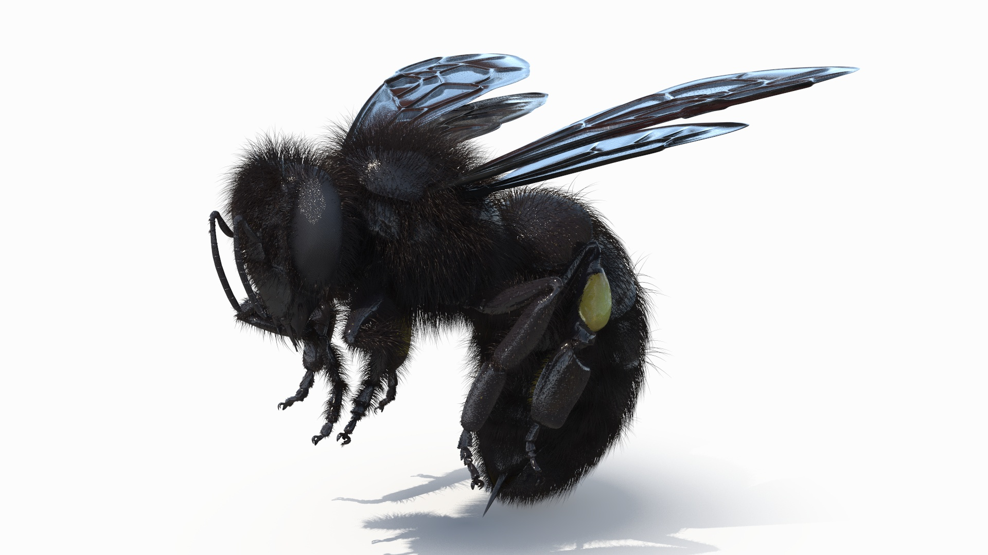 3D Carpenter Bee Insect Black Ready Pose Fur - TurboSquid 2450332