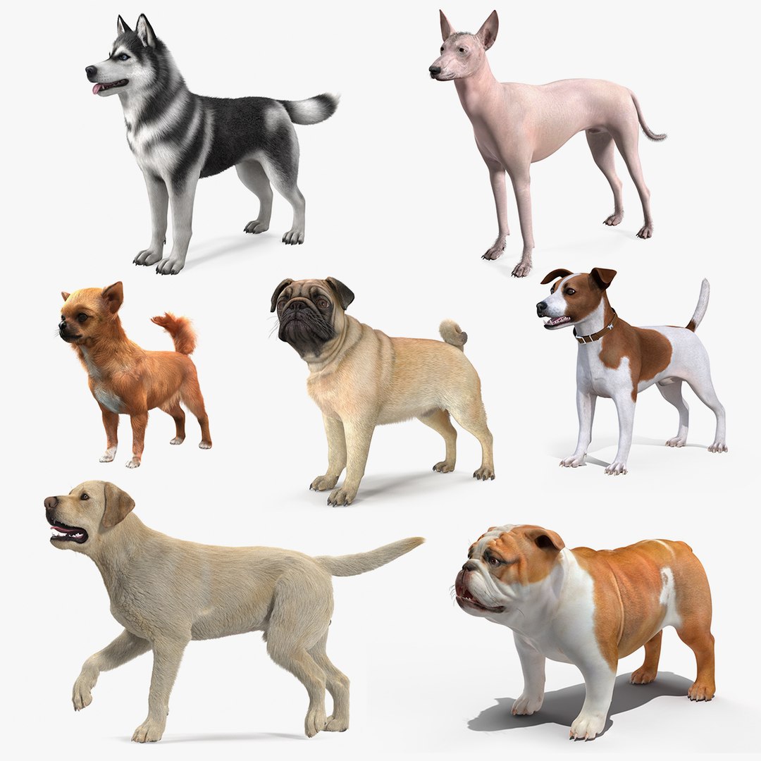 Dogs Collection 6 3D model preview