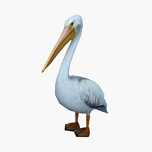 pelican standing 3d model