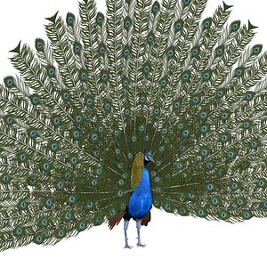 Peacock Rigged