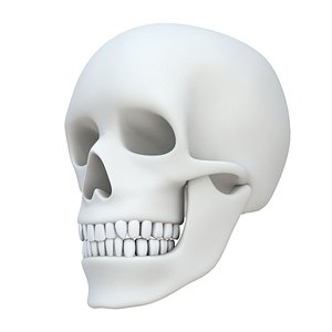 Skull without texture