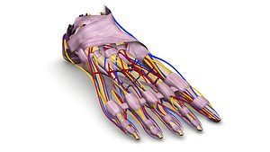 foot bones ligaments nerves obj