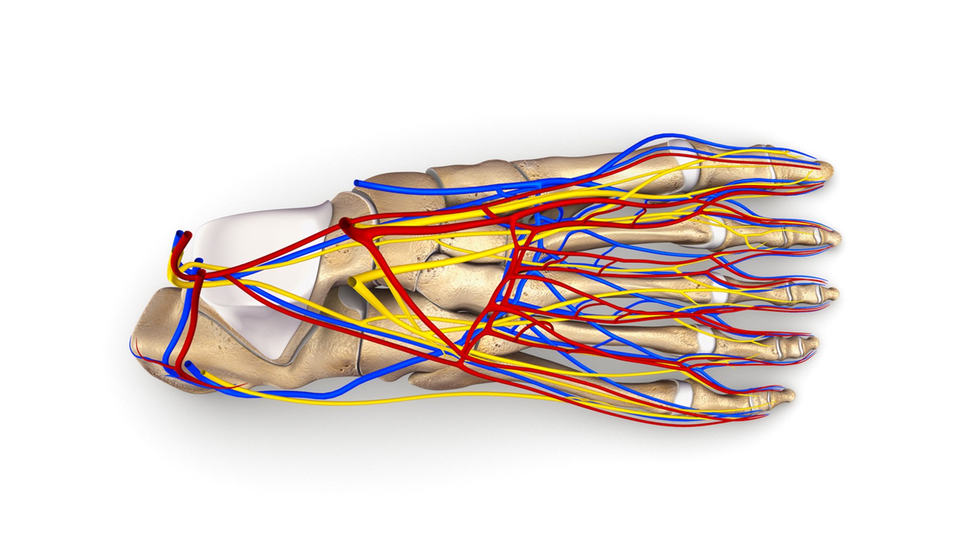 Foot Bones Ligaments Nerves Obj