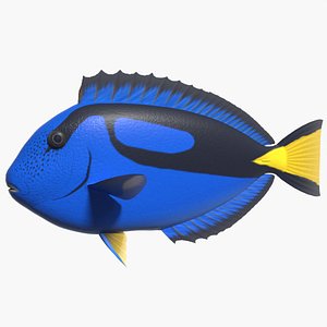 blue tang palette surgeonfish 3d model