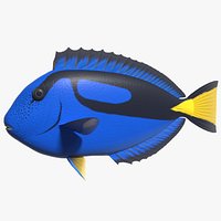 Blue Tang