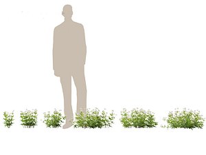 3D HighPolyLowPoly Galium odoratum - sweet woodruff
