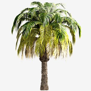 Set of Pygmy Date Palm or Phoenix Roebelenii Trees - 2 Trees