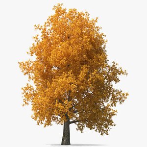 Autumn Poplar Tree