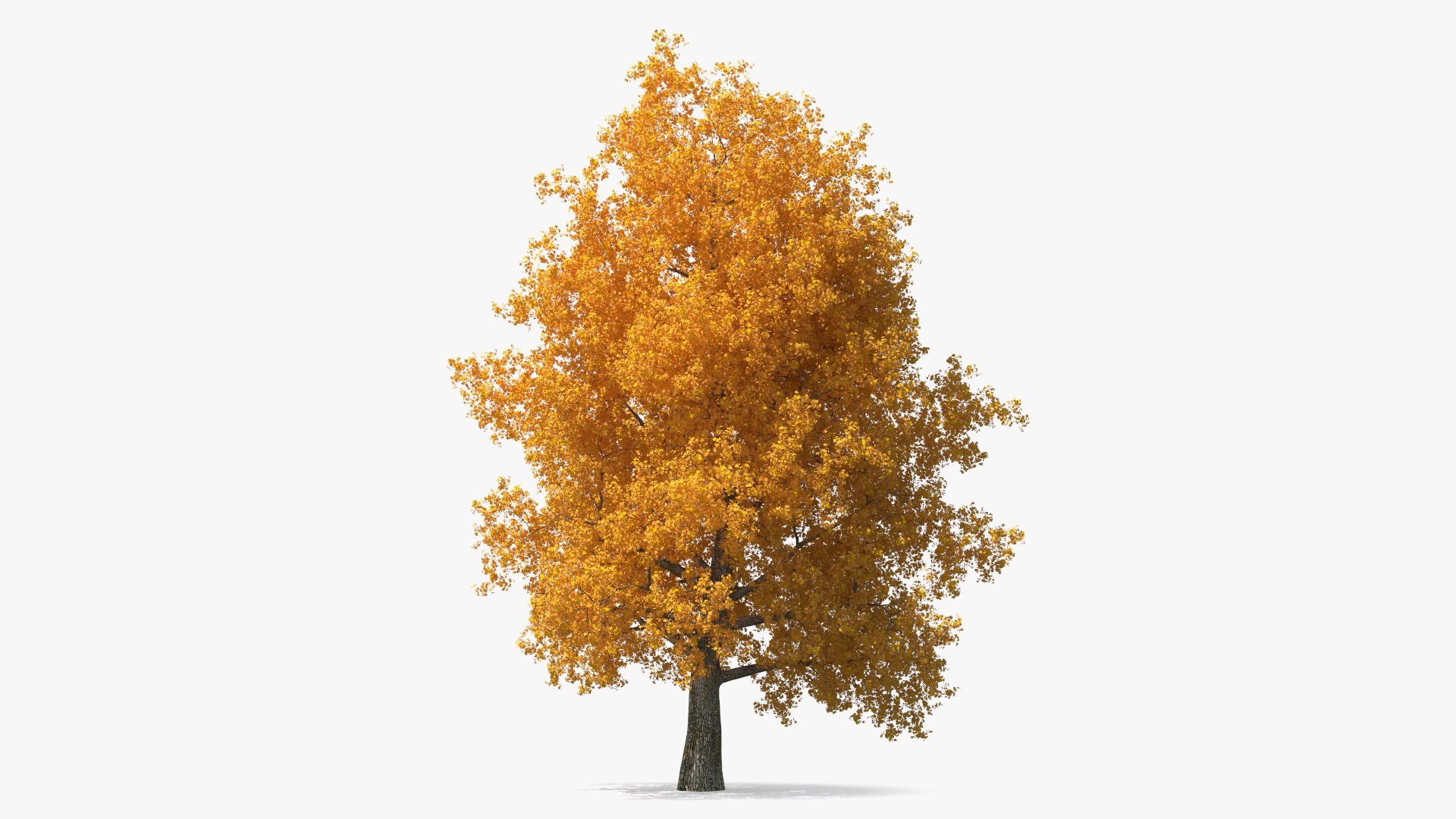 Autumn Poplar Tree 3D model preview