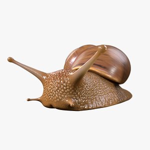 Snail PBR GameReady Model 3D