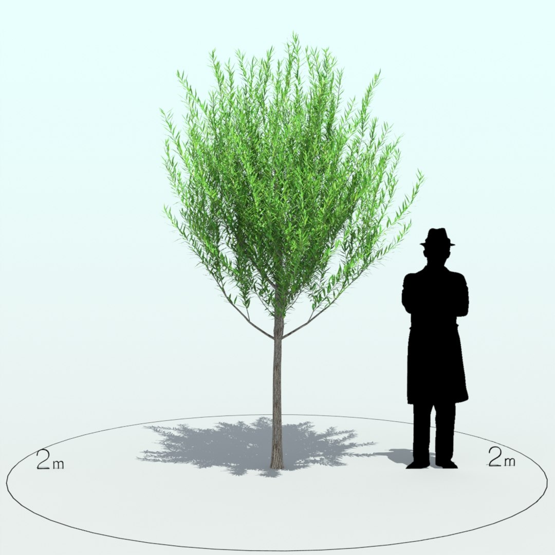 3d willow tree https://p.turbosquid.com/ts-thumb/y7/xs8eVa/2QrONkkW/willow_tre_004_4/jpg/1453969665/1920x1080/fit_q87/27149932205f198ef954d60c47ec3e3dc071e78b/willow_tre_004_4.jpg