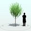 Willow Tree_004