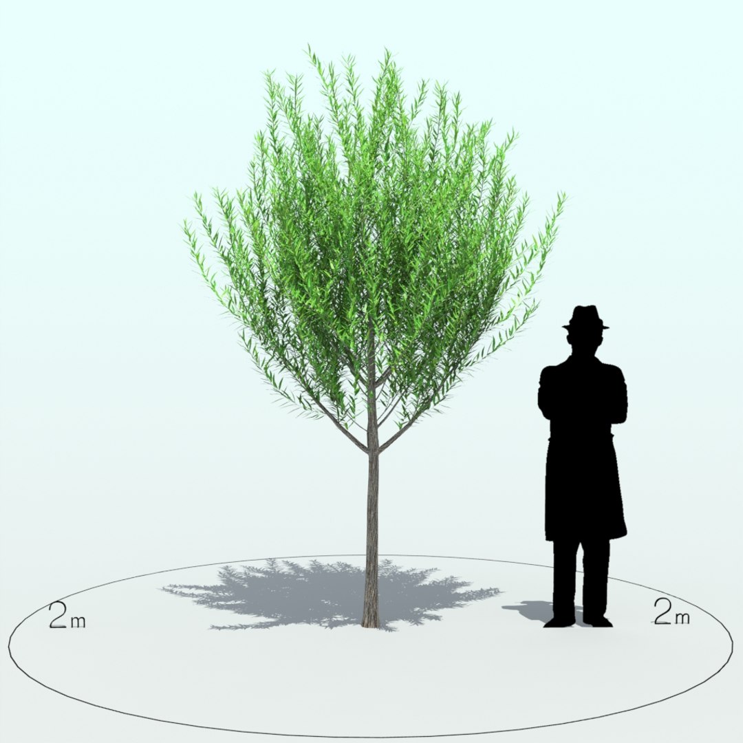 3d willow tree https://p.turbosquid.com/ts-thumb/y7/xs8eVa/Soc03ivj/willow_tre_004_1/jpg/1453969665/1920x1080/fit_q87/608aaa46974f2cf759e193164e9cd313834f3fcb/willow_tre_004_1.jpg