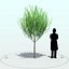 Willow Tree_004