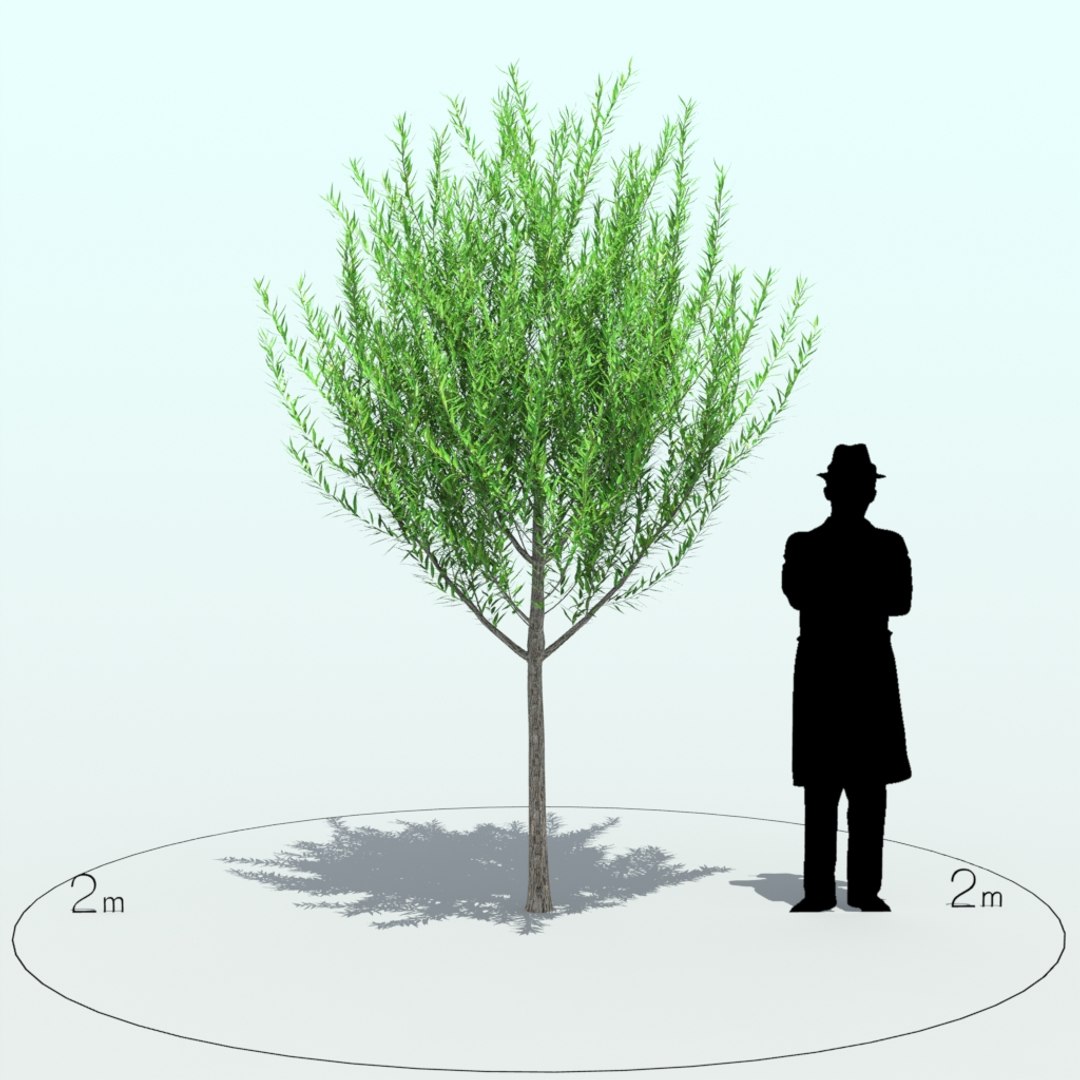 3d willow tree https://p.turbosquid.com/ts-thumb/y7/xs8eVa/nn5S6pvh/willow_tre_004_3/jpg/1453969665/1920x1080/fit_q87/28de34c6ea22b26c29d253a6567c62a12f65a66a/willow_tre_004_3.jpg