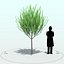 Willow Tree_004