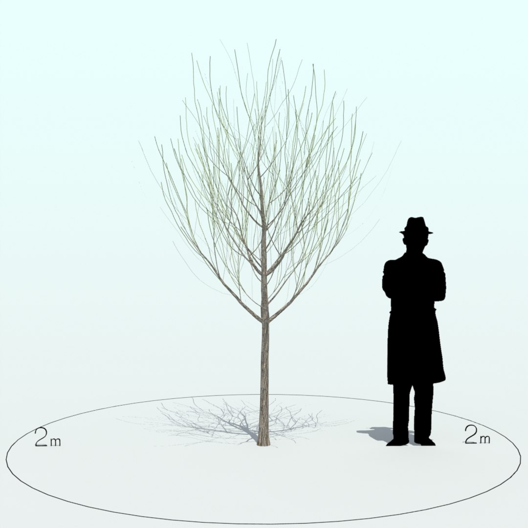 3d willow tree https://p.turbosquid.com/ts-thumb/y7/xs8eVa/uhIqybMJ/willow_tre_004_5/jpg/1453969665/1920x1080/fit_q87/1293a36b65bba9183d90213108cc9ca091b3144d/willow_tre_004_5.jpg