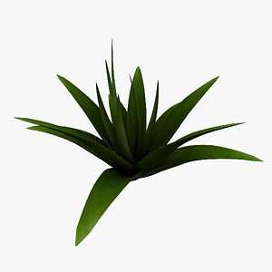 3d model aloe vera