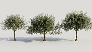 Ficus macrophylla a