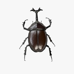 insect beetle 3d model