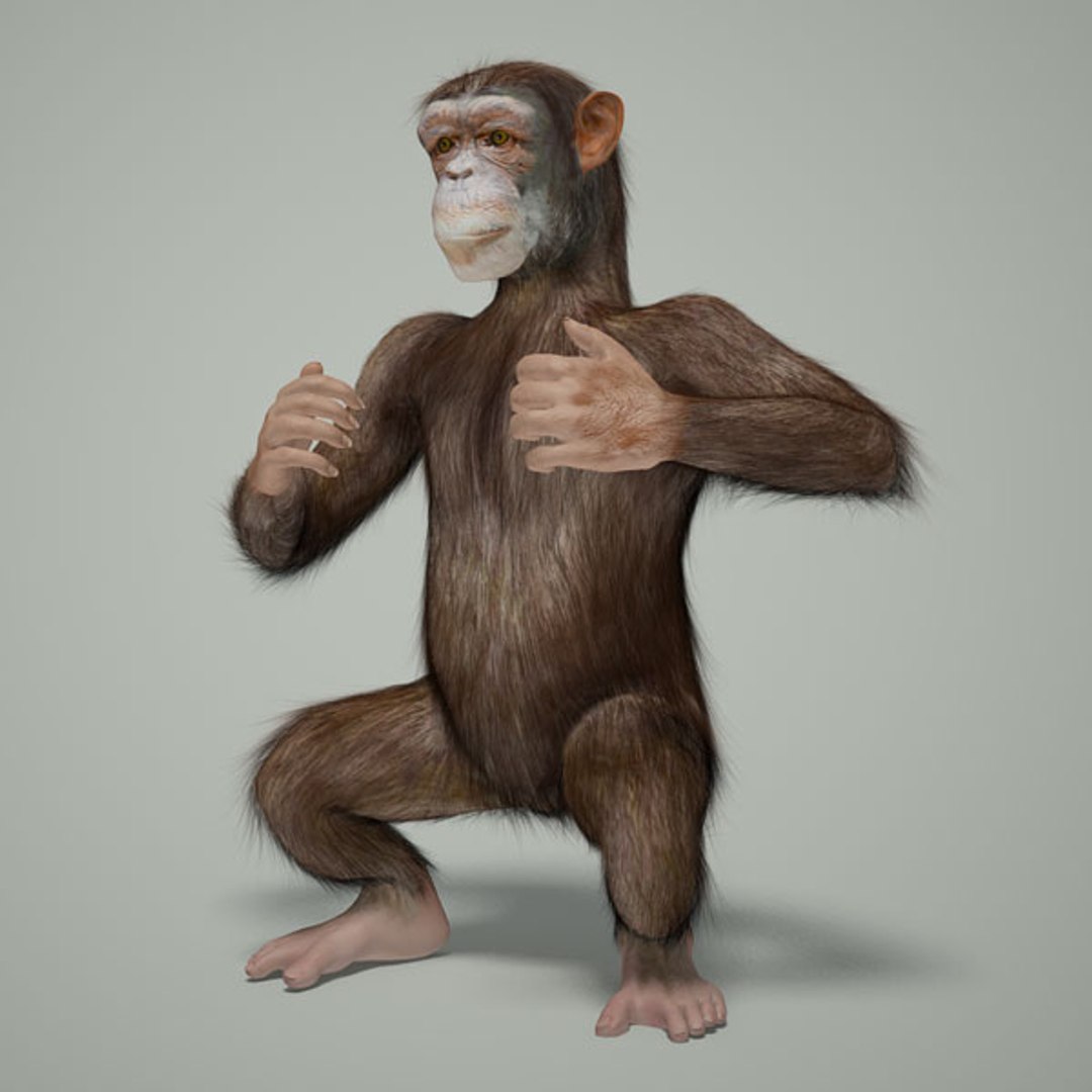 3ds max rigged chimpanzee hair modifier https://p.turbosquid.com/ts-thumb/y8/D83Dou/0PpLHYlR/riggedchimp01/jpg/1279105159/1920x1080/fit_q87/164ed2ae15374156e91d35d0bdfd8731eabf31dd/riggedchimp01.jpg