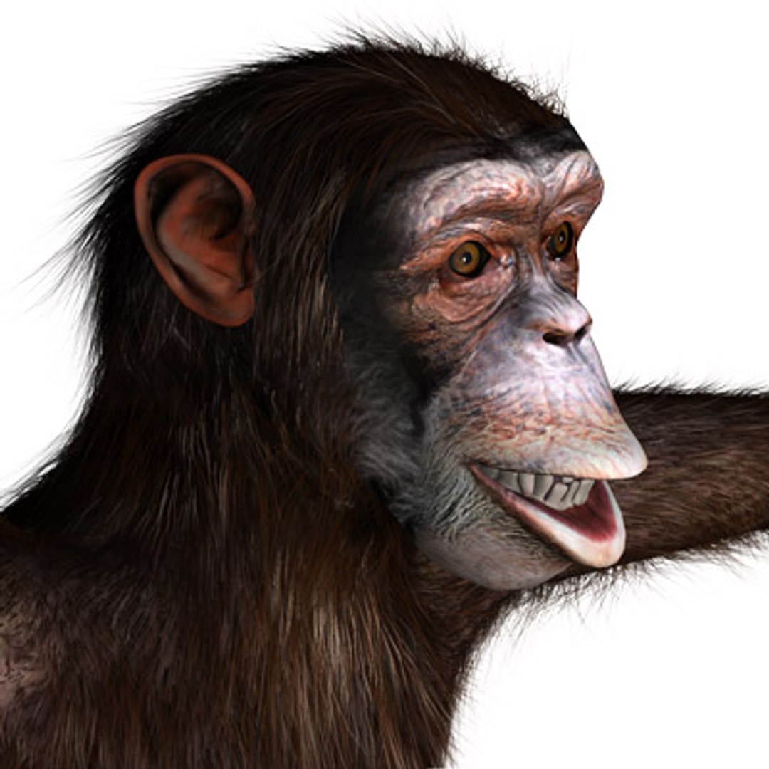 3ds max rigged chimpanzee hair modifier https://p.turbosquid.com/ts-thumb/y8/D83Dou/5KszpjaY/hairychimpanzee04/jpg/1279105159/1920x1080/fit_q87/1399f0af691fee35055645254350ba86649a8651/hairychimpanzee04.jpg