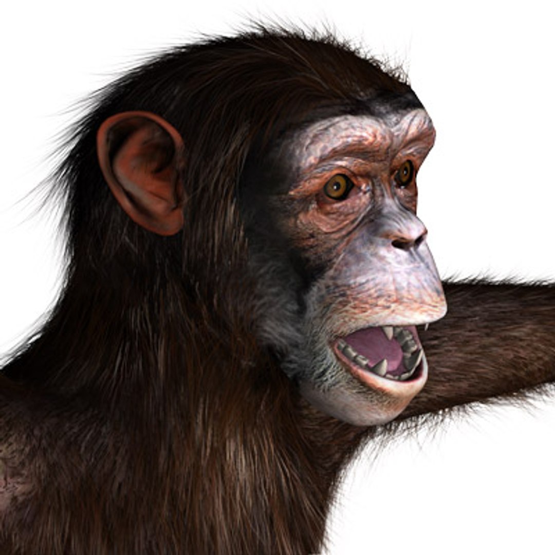 3ds max rigged chimpanzee hair modifier https://p.turbosquid.com/ts-thumb/y8/D83Dou/7xyXlWOX/hairychimpanzee05/jpg/1279105159/1920x1080/fit_q87/aa881252a7a09dc4093ff6c3ba11092b0714d7c6/hairychimpanzee05.jpg