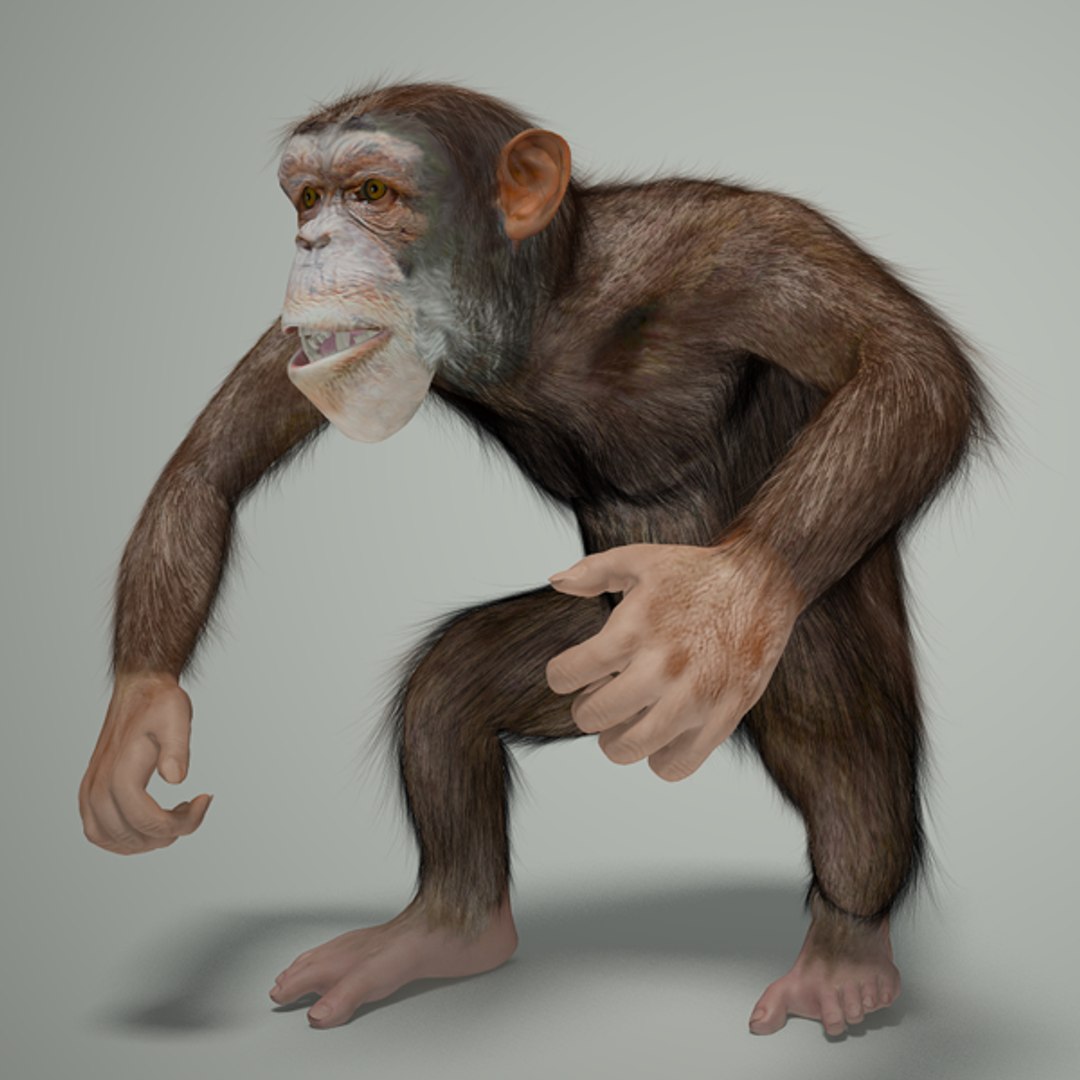 3ds max rigged chimpanzee hair modifier https://p.turbosquid.com/ts-thumb/y8/D83Dou/8uUs6rkt/riggedchimo02/png/1279105159/1920x1080/fit_q87/f496df9dc2416329cf4079fe405119734e171bba/riggedchimo02.jpg