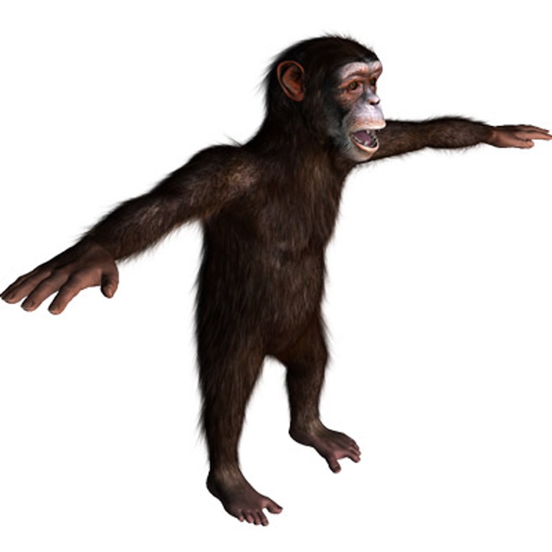 3ds max rigged chimpanzee hair modifier https://p.turbosquid.com/ts-thumb/y8/D83Dou/Sk1hgkle/hairychimpanzee03/jpg/1279105159/1920x1080/fit_q87/3b28f433a02e53ce21eeec66509296a96e59810a/hairychimpanzee03.jpg