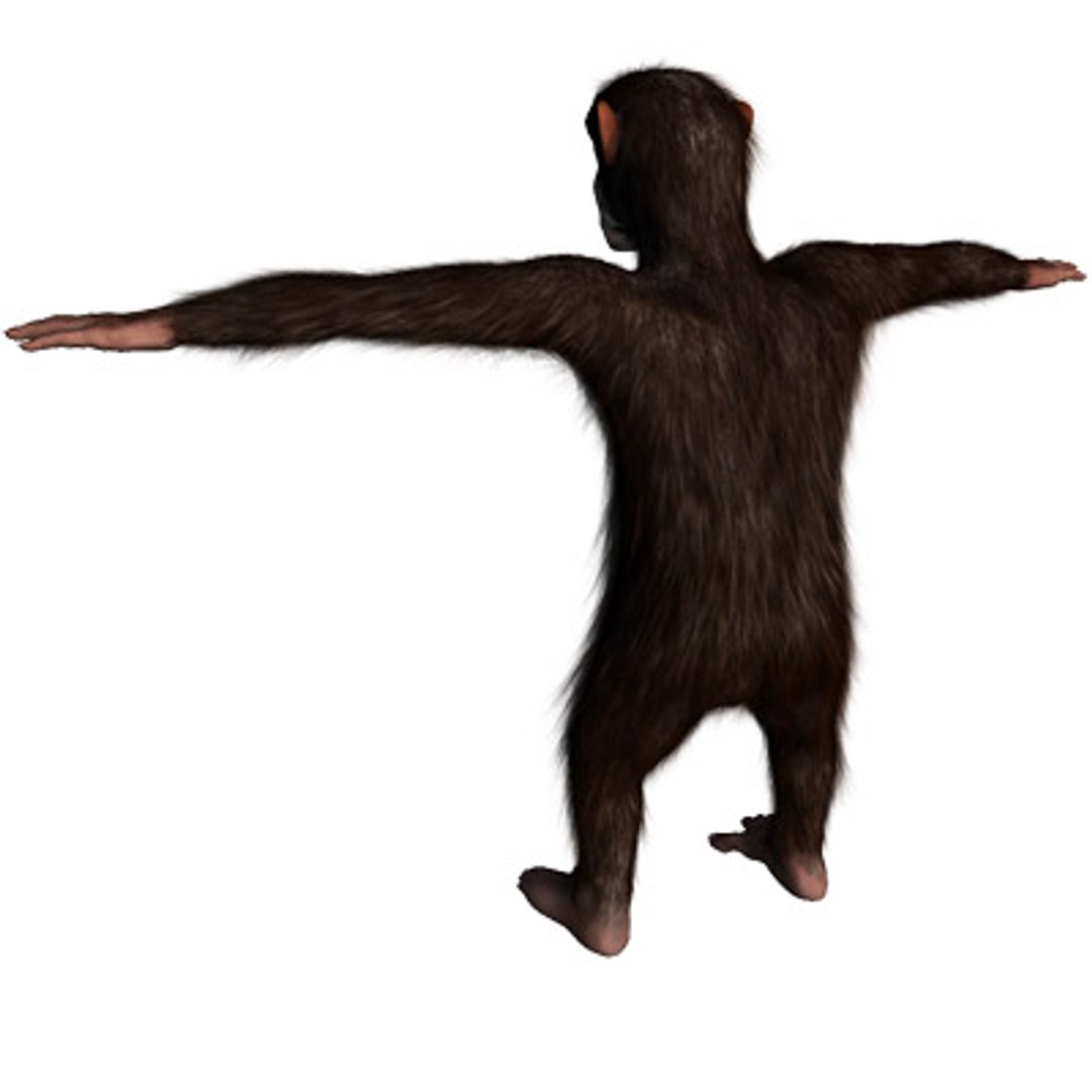 3ds max rigged chimpanzee hair modifier https://p.turbosquid.com/ts-thumb/y8/D83Dou/kvdx6Y6b/hairychimpanzee02/jpg/1279105159/1920x1080/fit_q87/18b3ae634177155d3f7be17ca1674f92890f0d57/hairychimpanzee02.jpg