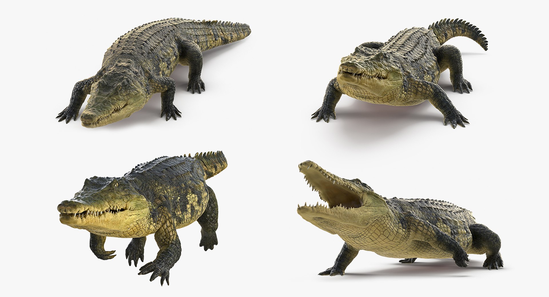 Animated Crocodile Collection for Maya 3D model preview
