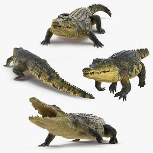 3D crocodile animals