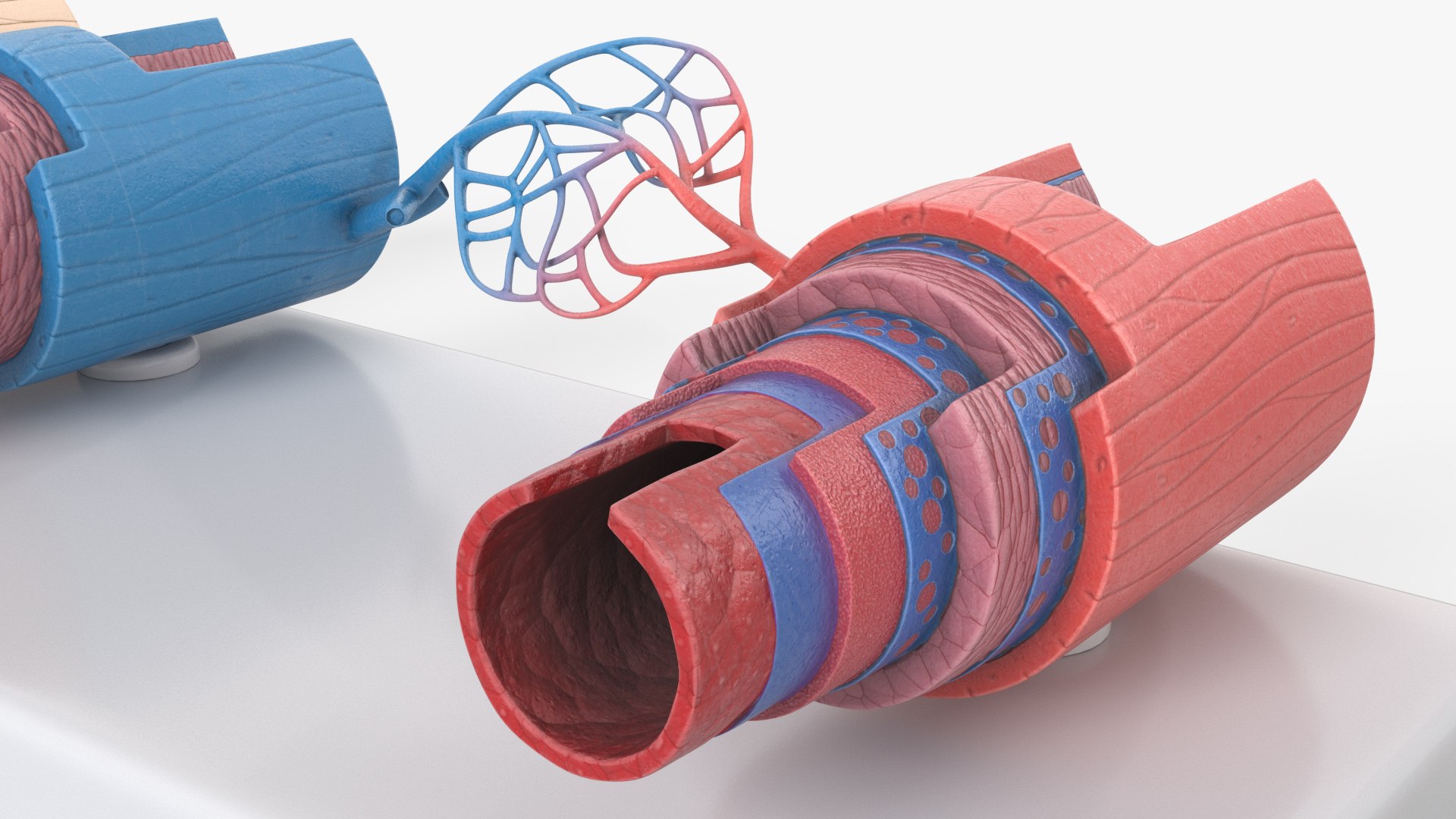 Model of Blood Vessels and Vein in Section 3D model https://p.turbosquid.com/ts-thumb/y8/GnBwaL/5B/model_of_blood_vessels_and_vein_in_section_008/jpg/1744293265/1920x1080/fit_q87/b15d975b82360e36e9f05c027e3592ea7b88febe/model_of_blood_vessels_and_vein_in_section_008.jpg