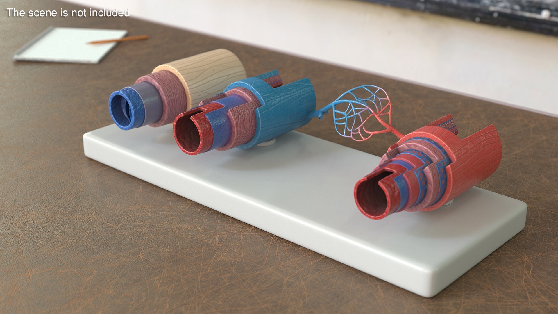 Model of Blood Vessels and Vein in Section 3D model https://p.turbosquid.com/ts-thumb/y8/GnBwaL/6g/model_of_blood_vessels_and_vein_in_section_003/jpg/1744293244/1920x1080/fit_q87/791669ce17ec3546910d139075b69829e48012b5/model_of_blood_vessels_and_vein_in_section_003.jpg