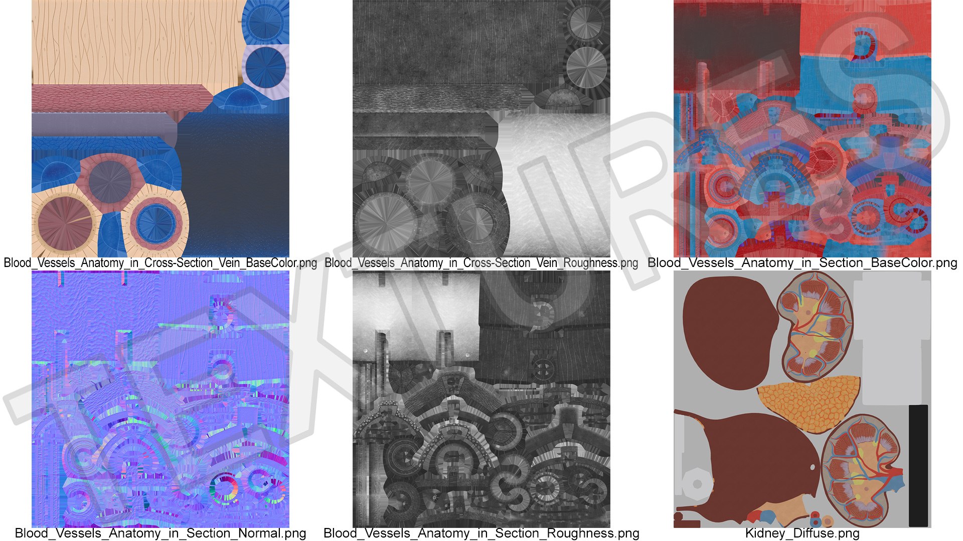 Model of Blood Vessels and Vein in Section 3D model https://p.turbosquid.com/ts-thumb/y8/GnBwaL/VQ/model_of_blood_vessels_and_vein_in_section_013/jpg/1744293286/1920x1080/fit_q87/8aef8df1047bd400fe1962b5e3e897c3e07af190/model_of_blood_vessels_and_vein_in_section_013.jpg