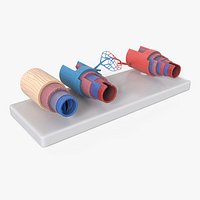 Model of Blood Vessels and Vein in Section