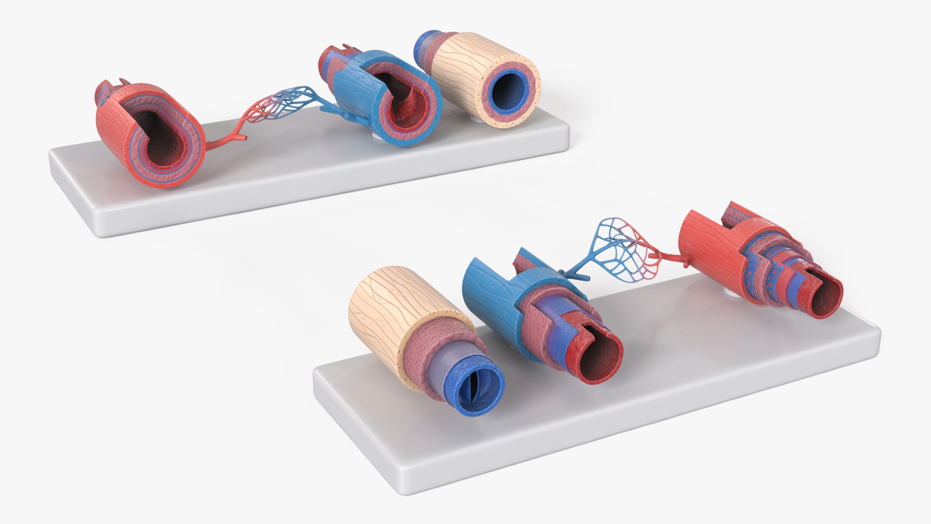 Model of Blood Vessels and Vein in Section 3D model https://p.turbosquid.com/ts-thumb/y8/GnBwaL/YI/model_of_blood_vessels_and_vein_in_section_002/jpg/1744292922/1920x1080/fit_q87/ade72252c8d47e0e31c41aa4580ed3882e10e970/model_of_blood_vessels_and_vein_in_section_002.jpg