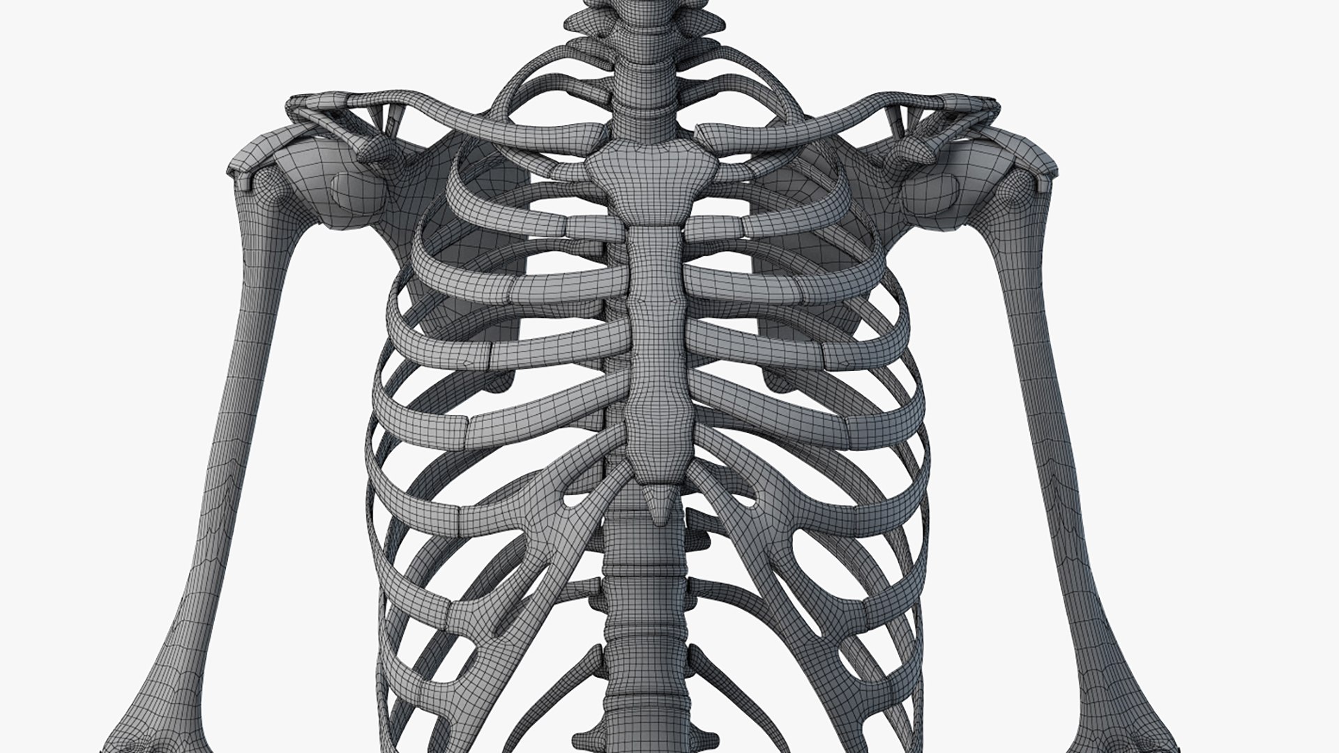 male female anatomy set 3D model https://p.turbosquid.com/ts-thumb/y8/T3cCOf/DgsTfzEZ/2019_female_wire_anatomy_skel0002/jpg/1595235956/1920x1080/fit_q87/a8f3d8bd3d38d589c9fb199037f597e249afab0e/2019_female_wire_anatomy_skel0002.jpg