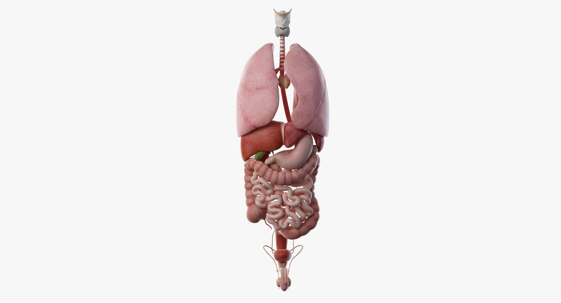 male female anatomy set 3D model https://p.turbosquid.com/ts-thumb/y8/T3cCOf/dDbyVqVy/turntable_anatomy_organs/png/1595234401/1920x1080/turn_fit_q99/8d5c0ad9b0278568f66f7b742de60031e48064c8/turntable_anatomy_organs-1.jpg