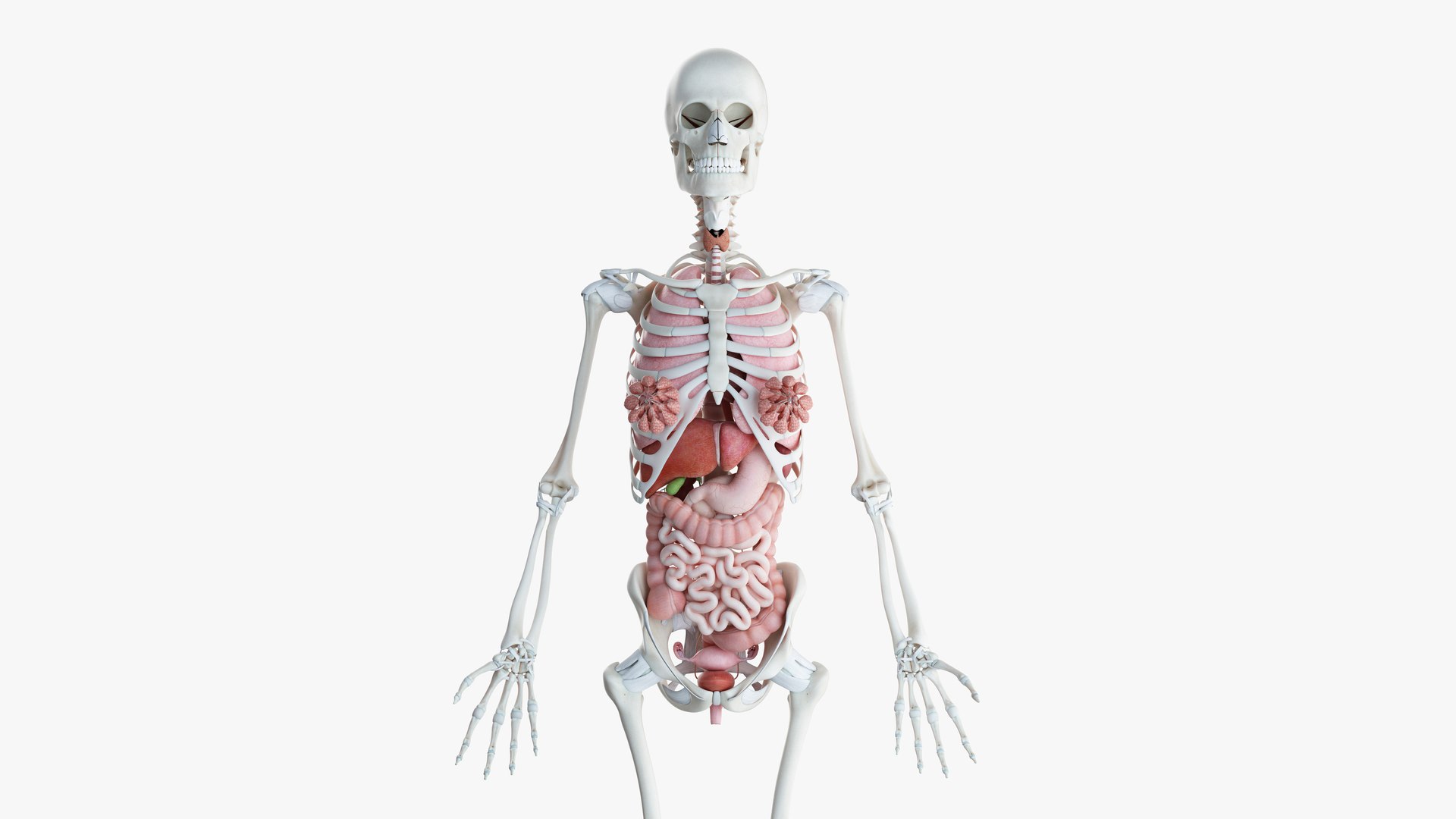 male female anatomy set 3D model https://p.turbosquid.com/ts-thumb/y8/T3cCOf/e4igdTll/2019_female_org0001/jpg/1595235528/1920x1080/fit_q87/94ef958f6e2cc3a8b662f08c0ba03448306e7c01/2019_female_org0001.jpg