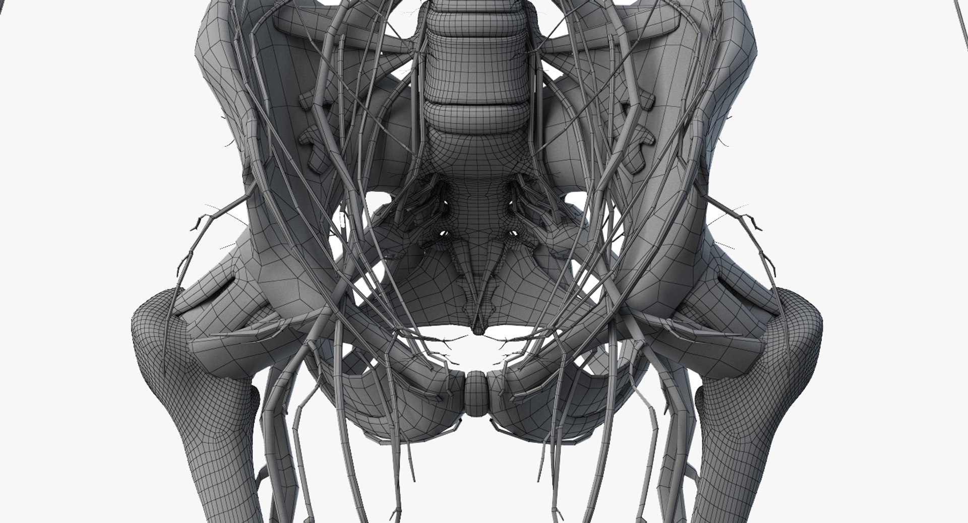 male female anatomy set 3D model https://p.turbosquid.com/ts-thumb/y8/T3cCOf/ijQc7cIb/2019_female_wire_anatomy_skel_nerves0007/jpg/1595236019/1920x1080/fit_q87/79655c267605f679c934b3723a0b73964713a60d/2019_female_wire_anatomy_skel_nerves0007.jpg