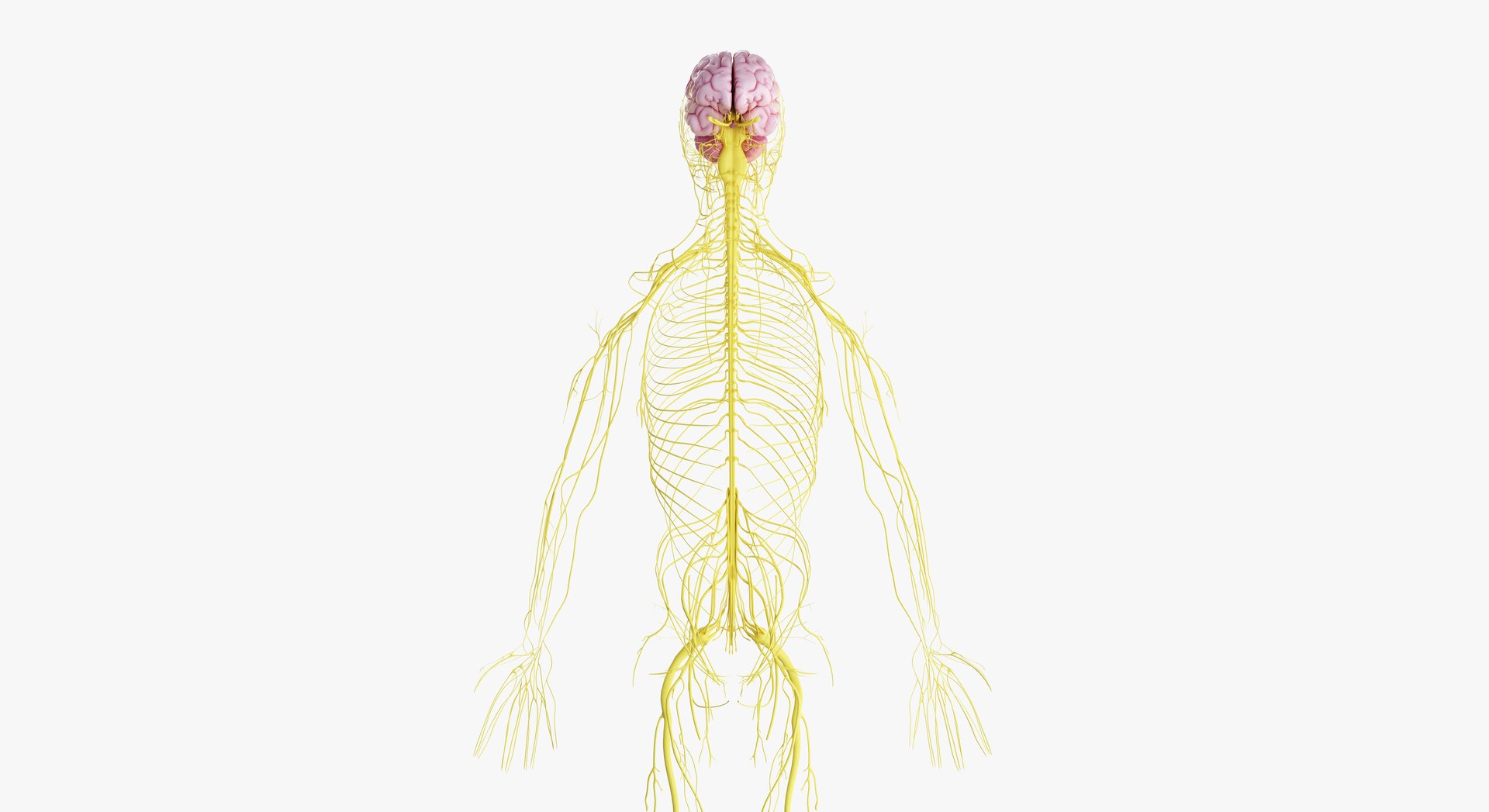 male female anatomy set 3D model https://p.turbosquid.com/ts-thumb/y8/T3cCOf/lEx45TlE/2019_female_nerves0001/jpg/1595235048/1920x1080/fit_q87/17497c54755f26b6b7501bc4ad7aa8ca0fcf9cb7/2019_female_nerves0001.jpg