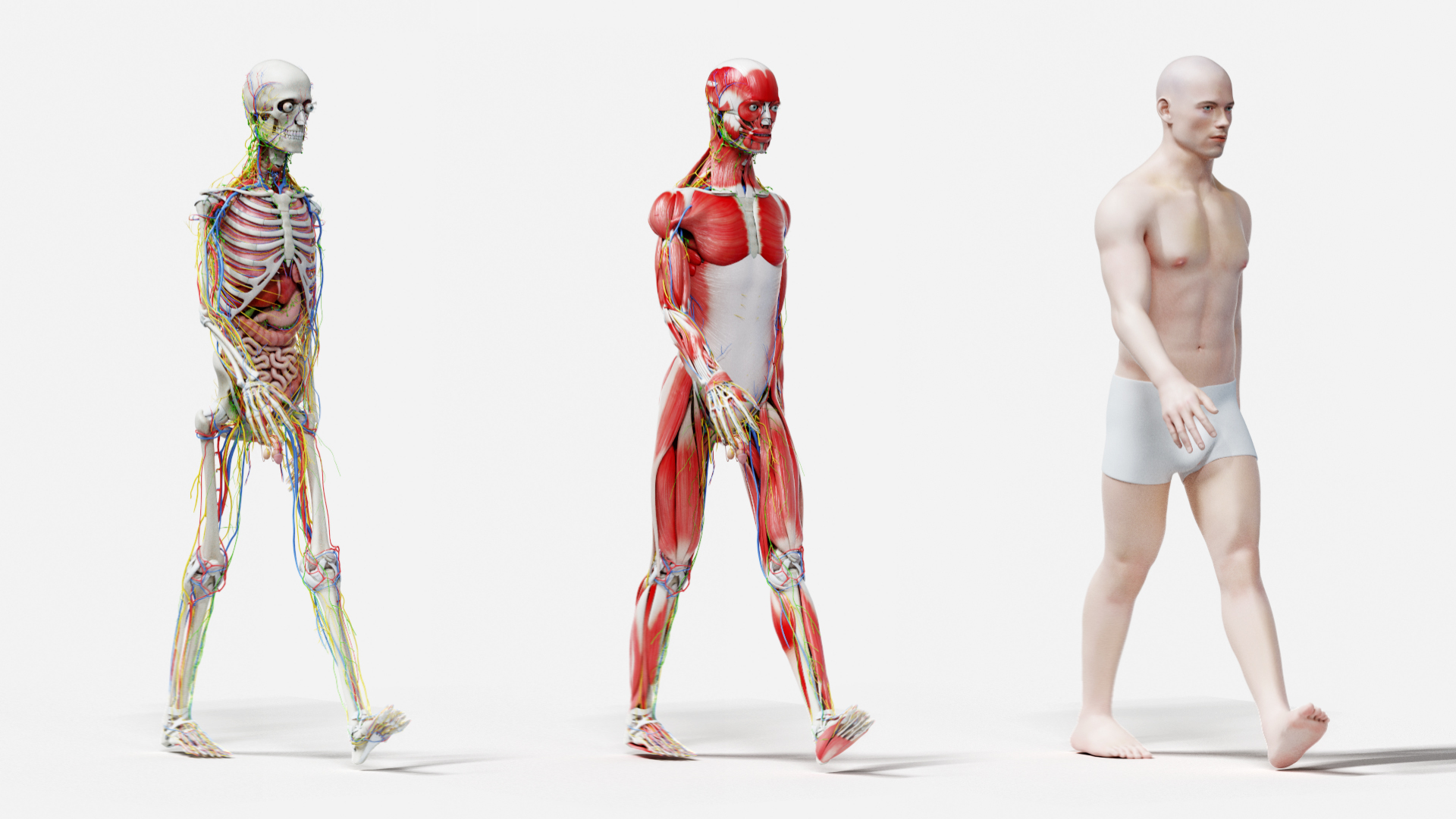male female anatomy set 3D model https://p.turbosquid.com/ts-thumb/y8/T3cCOf/q6lp3HvC/tt_male_front/jpg/1606208026/1920x1080/turn_fit_q99/08a67de5cd7e2b3a1aad6531aa286ca914adaca5/tt_male_front-1.jpg