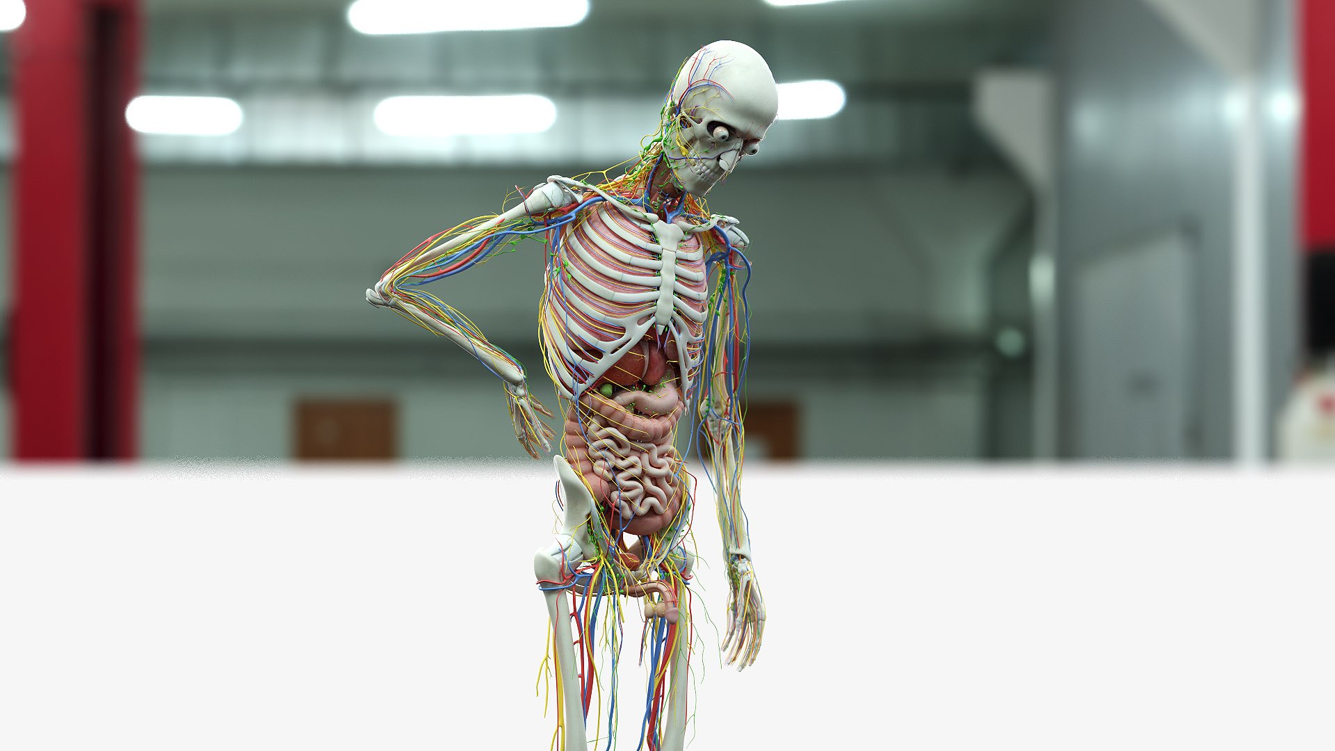 male female anatomy set 3D model https://p.turbosquid.com/ts-thumb/y8/T3cCOf/y9gv38tr/male_05_c/jpg/1595250393/1920x1080/fit_q87/d24fd10ad64acf1e58f1d82191a713790a1a9e9d/male_05_c.jpg