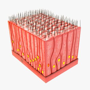 3D Simple ciliated columnar epithelium