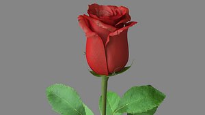Red Rose 3D Model model
