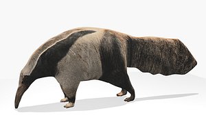 giant anteater max