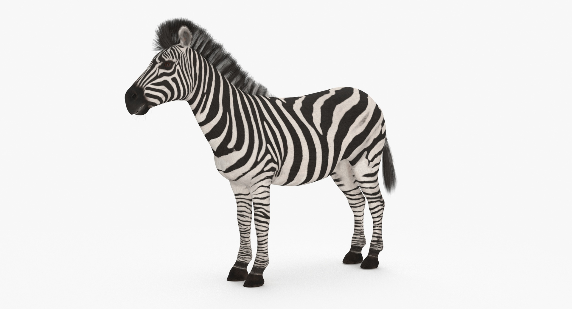 3D model Zebra - TurboSquid 2069295