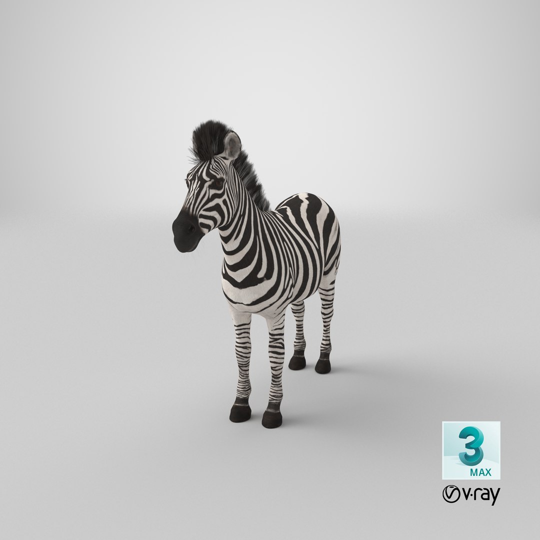 3D model Zebra https://p.turbosquid.com/ts-thumb/y8/wpQo5e/w7/stemcell_max_vray_render/png/1684478837/1920x1080/fit_q87/c0f0c0e9810f7aab98f03a18bb26879a26dd3586/stemcell_max_vray_render.jpg